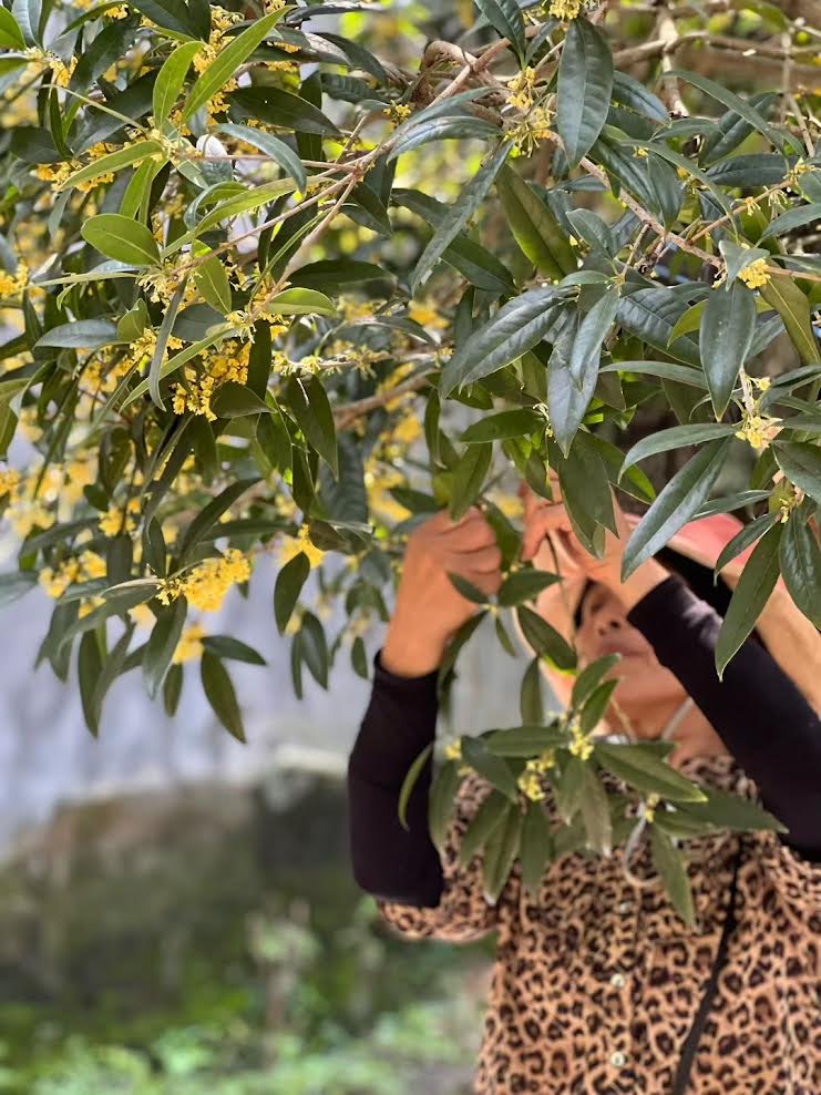 Mélodie d'Osmanthus — Thé Noir 100g — Une douceur naturelle, abricot confit et miel.