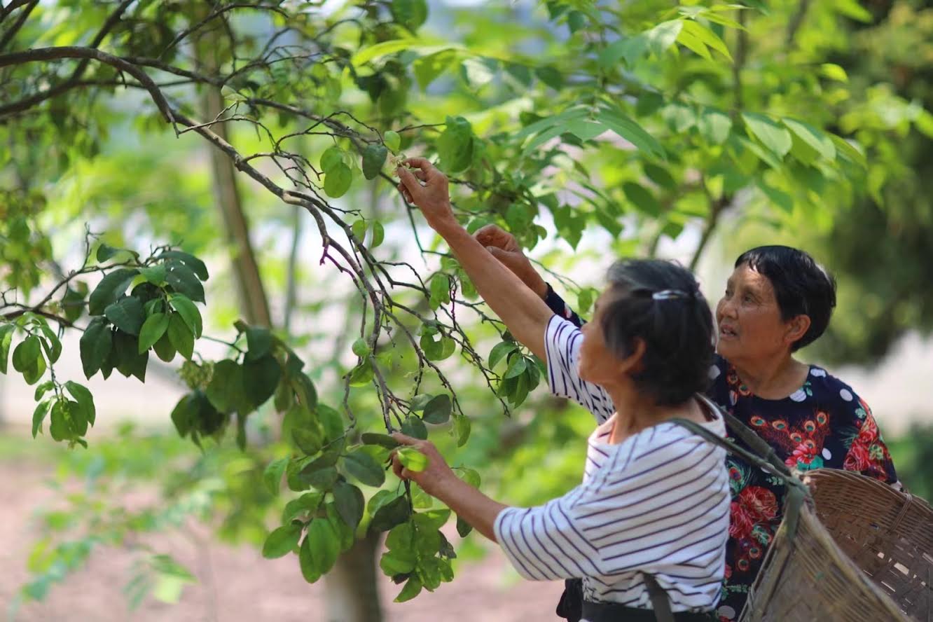 Thé Noir Mélodie d’Osmanthus — 10 sachets individuels
