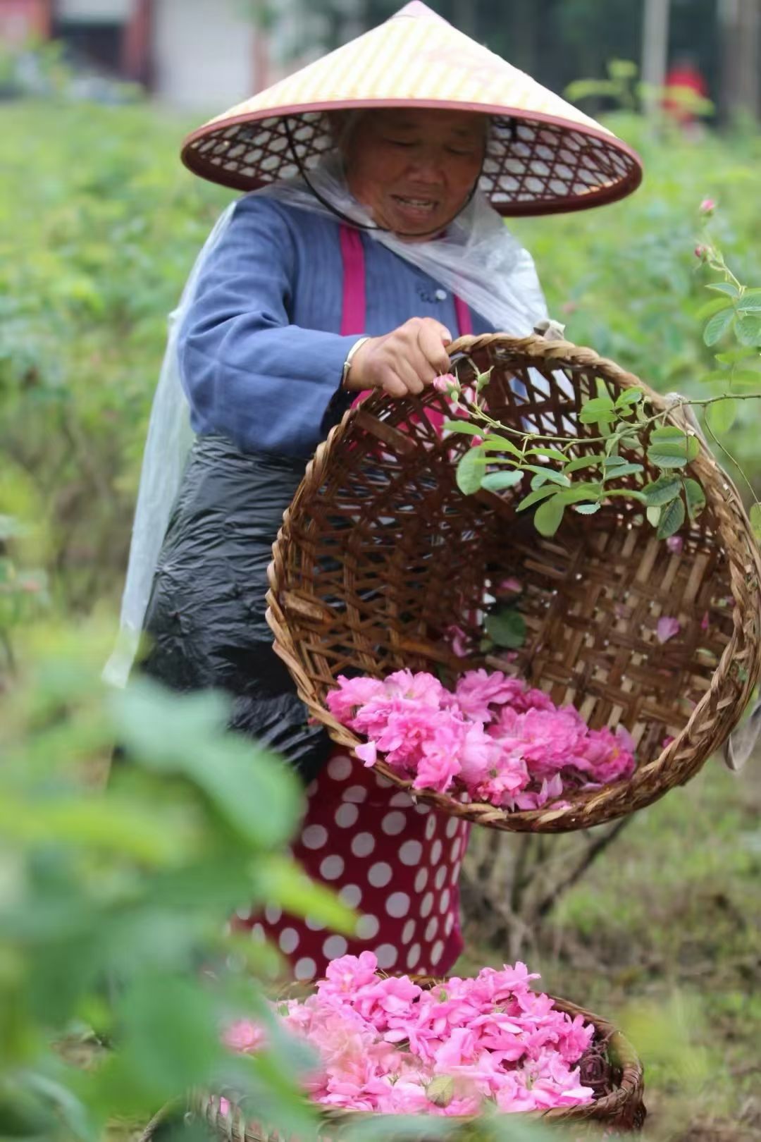 QUEEN OF ROSES