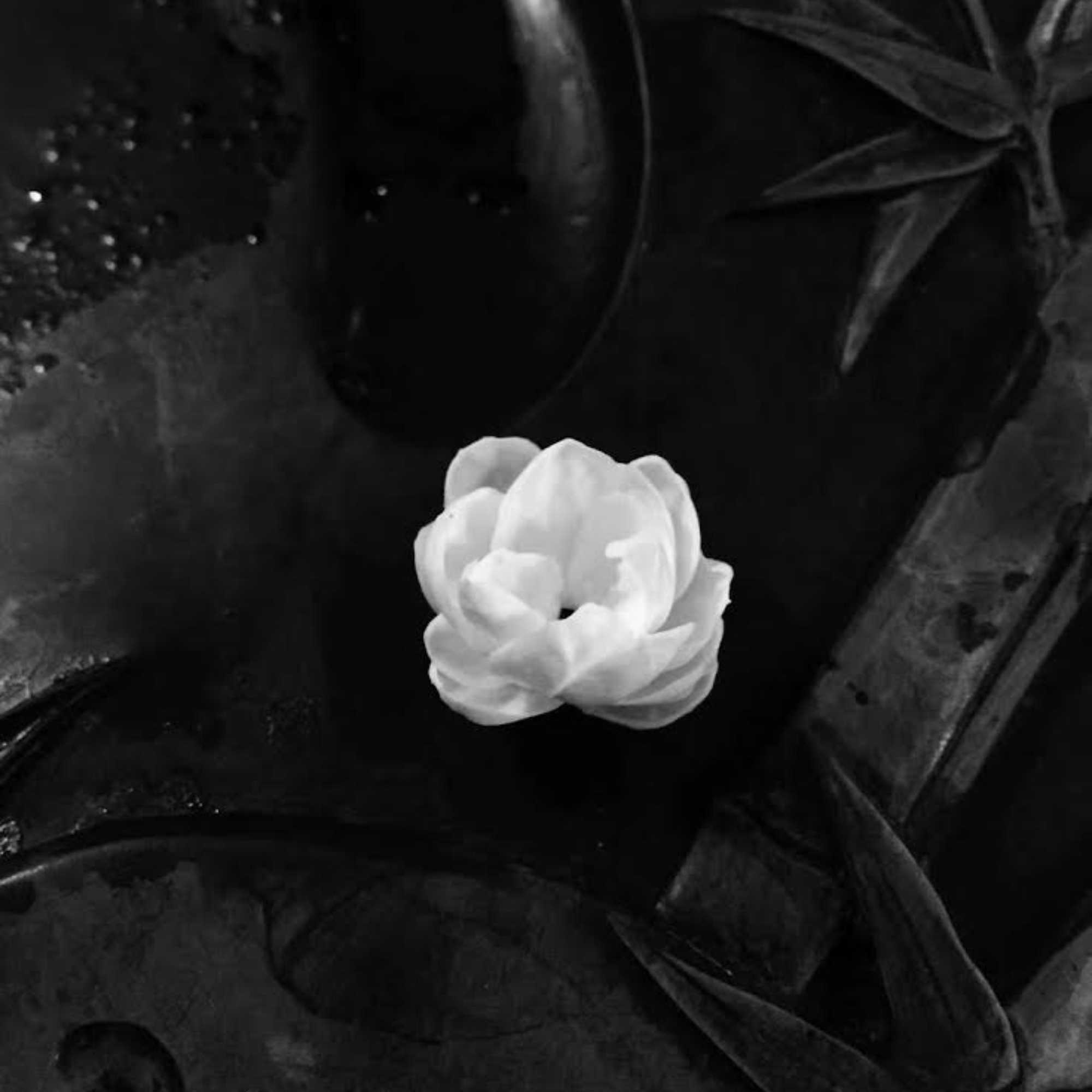 Jardin de Gardénia Thé Noir — 100g — La richesse suave du Gardénia associée à la rondeur du thé noir. Un délice gourmand.