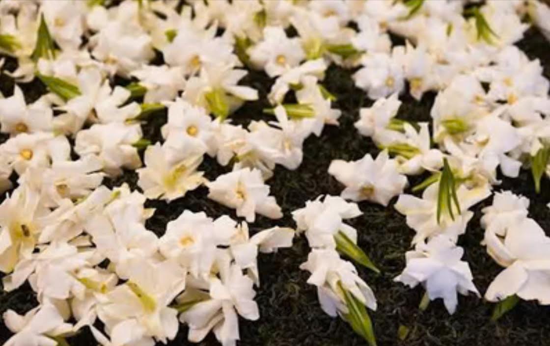 Jardin de Gardénia — Thé Vert 100g — La douceur florale, subtile et enveloppante du Gardénia.