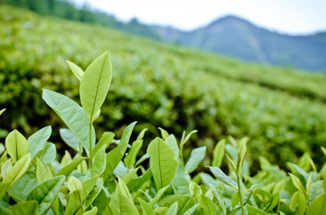 Thé Vert 100g — La pureté végétale des hautes montagnes. Vif, frais et désaltérant.