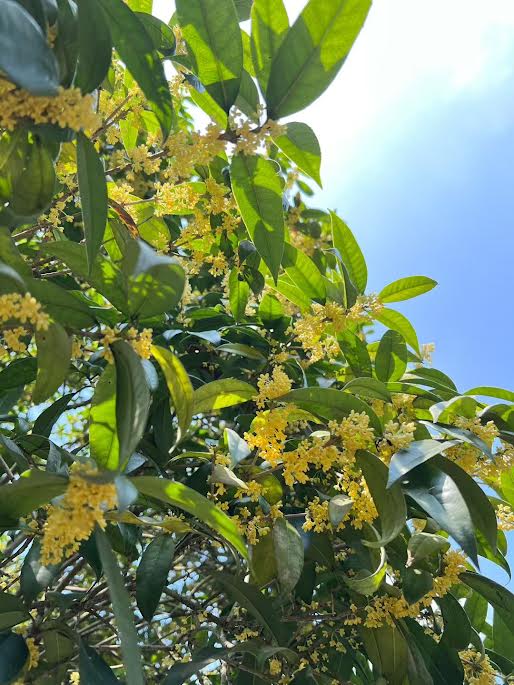 Osmanthus Melody