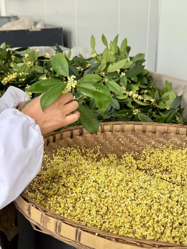 Mélodie d'Osmanthus — Thé Noir 100g — Une douceur naturelle, abricot confit et miel.