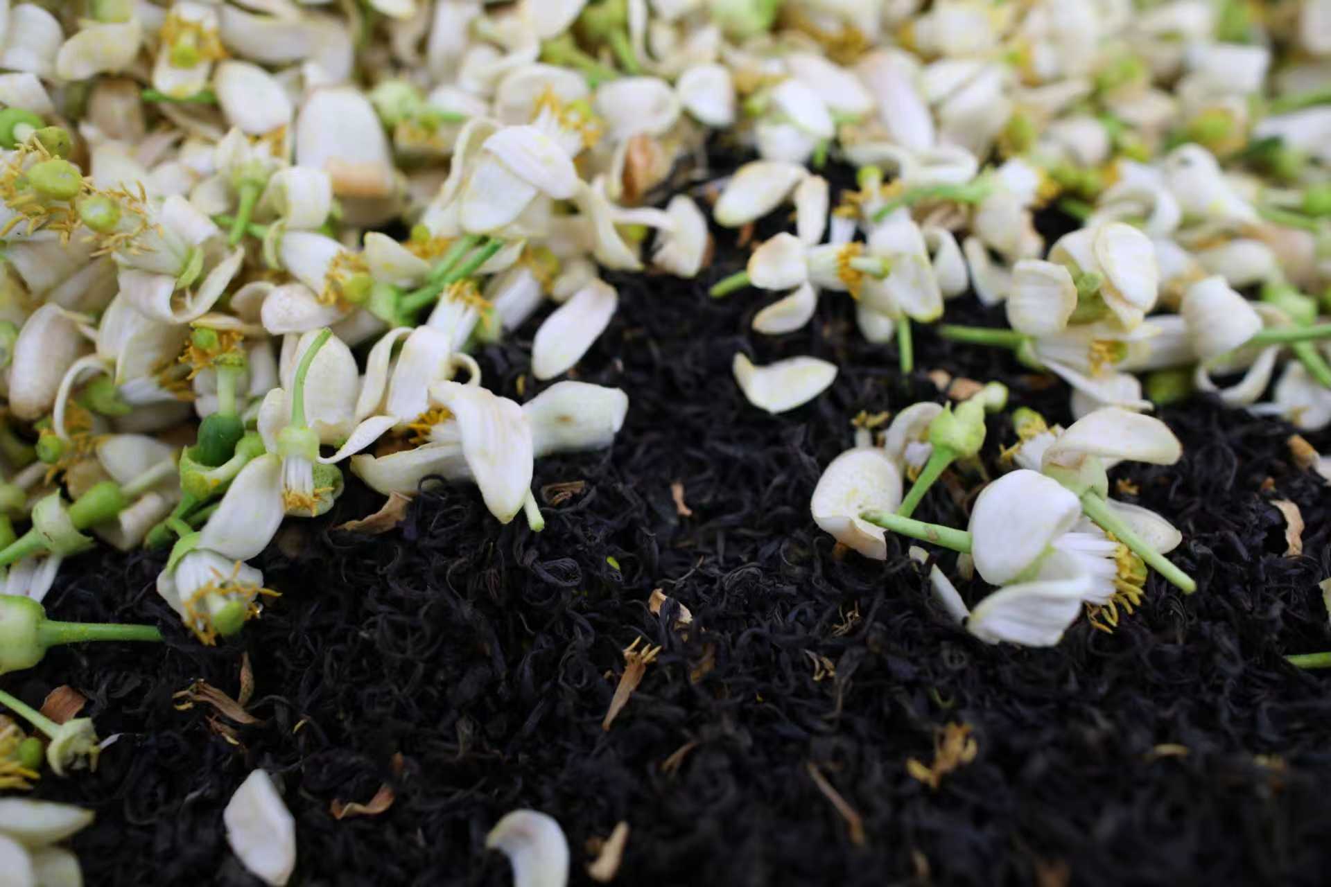 Thé noir des montagnes du Sichuan Éclair du Pomelo