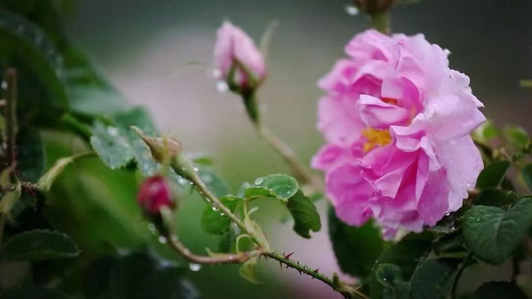 Queen of Roses