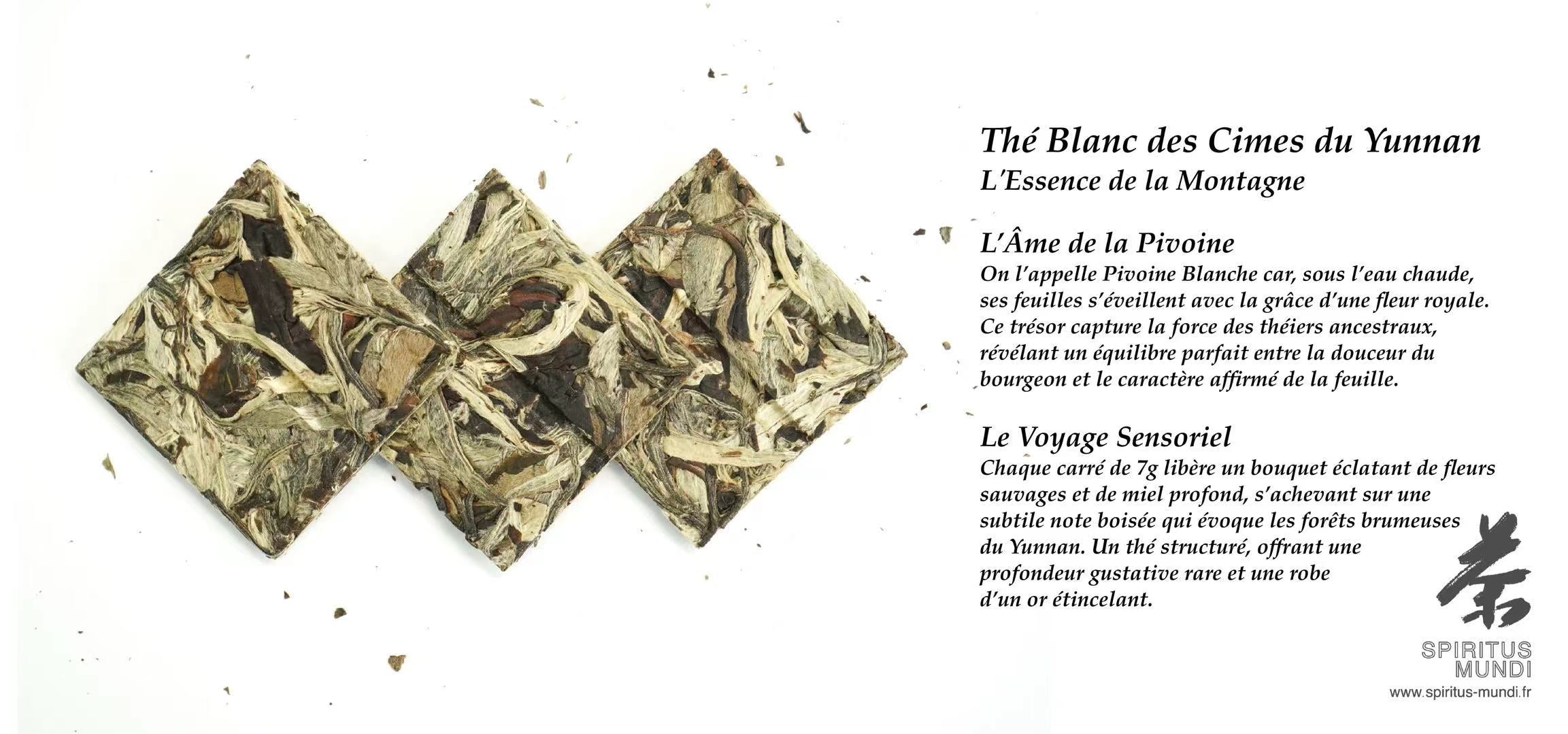 Thé Blanc du Yunnan "Souffle Blanc"  6 Briques de Thé Blanc (6 x 1 Litre)— La délicatesse des montagnes en portion. Une infusion parfaite, florale et veloutée.