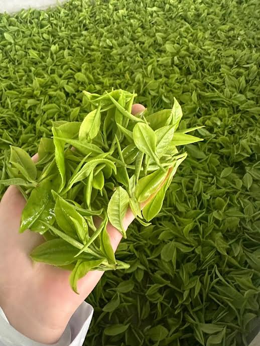 Green tea from the Sichuan mountains