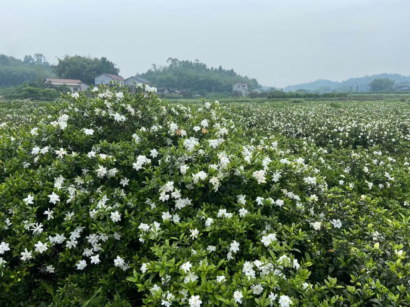 Sichuan Mountain Green Tea Gardenia Garden