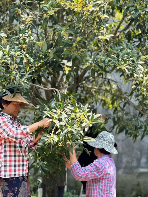 Thé noir des montagnes du Sichuan Mélodie d'osmanthus